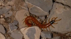 Skolopendra krymskaya: опис и нејзината опасност за човекот